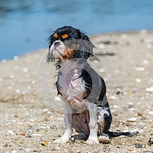 A dog cavalier king charles on the beach