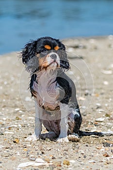 A dog cavalier king charles on the beach