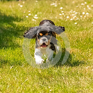 A dog cavalier king charles, a cute puppy running
