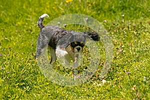 A dog cavalier king charles, a cute puppy running