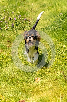 A dog cavalier king charles, a cute puppy running