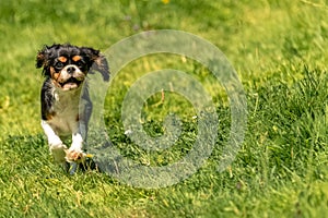 A dog cavalier king charles, a cute puppy running