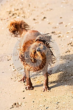 A dog cavalier king charles snorting on the beach