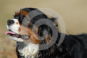 Dog - Cavalier King Charles Spaniel