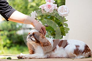 Dog cavalier King Charles Spaniel being stroked