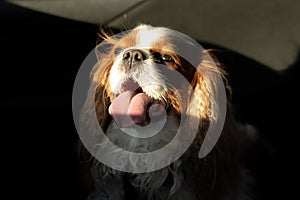 Dog Cavalier King Charles Spaniel with brown long ears sits with open mouth and tongue sticking out in car floor, basking in the