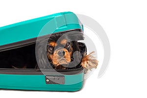 Dog Cavalier King Charles Spaniel lies in suitcase and looking into camera. Isolated on white background. Travel