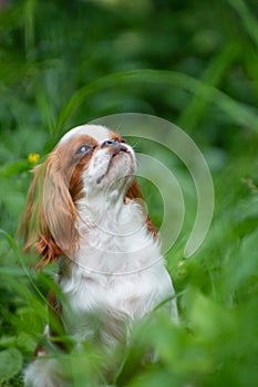 Dog cavalier King Charles Spaniel sits among the grass in summer