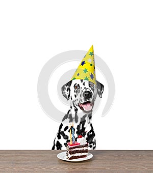 Dog celebrating a birthday