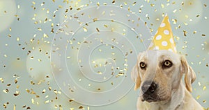 DOG CELEBRATING A BIRTHDAY PARTY, WEARING A YELLOW POLKA DOT HAT. ISOLATED AGAINST PASTEL BLUE BACKGROUND WITH CONFETTI FALLING