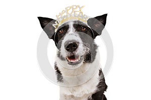 Dog celebrating new year with a text sign diadem. Isolated on white background