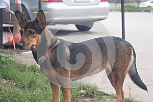 Dog on cement floor