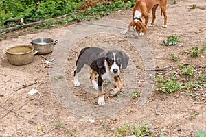 A dog on a chain