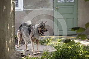 Dog on a Chain Guards a Farmyard in the Village