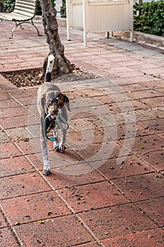 Dog With a Chain In His Mouth