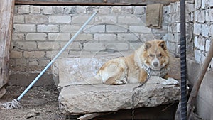 Dog on the chain by house