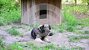 Dog on chain lies near wooden kennel licks his lips and yawns