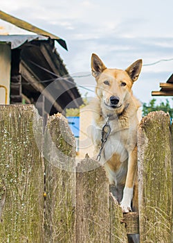 Dog on a chain peeks out from behind the fence.