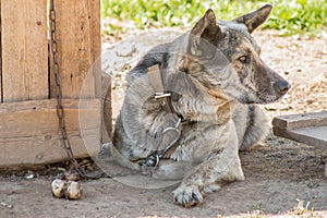 Dog on the chain rests in the shade of the kennel.