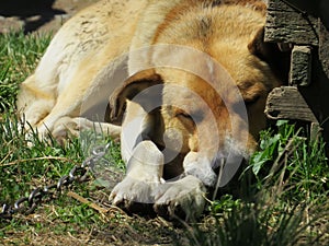 A dog on a chain sadness