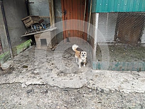 Dog on a chain stands near the booth