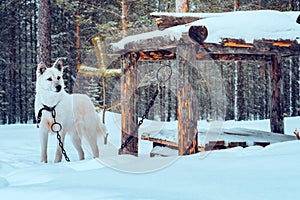 Dog on a chain in the winter. Snowfall bad weather, snowfall. The dog Laika