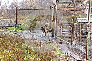 Dog on a chain in the yard barks