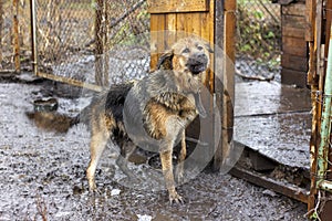 Dog on a chain in the yard barks