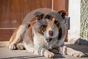 Dog on the chain yawns. Home guard dog is yawning