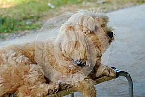 Dog on the chair.