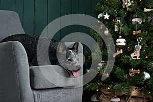 dog on a chair by the New Year tree. Festive decorated interior. Australian Hiller. christmas animal