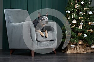 dog on a chair by the New Year tree. Festive decorated interior. Australian Hiller. christmas animal