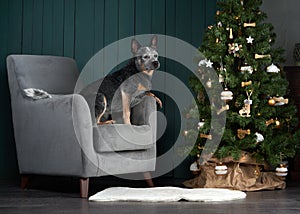 dog on a chair by the New Year tree. Festive decorated interior. Australian Hiller. christmas animal