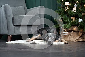 dog on a chair by the New Year tree. Festive decorated interior. Australian Hiller. christmas animal