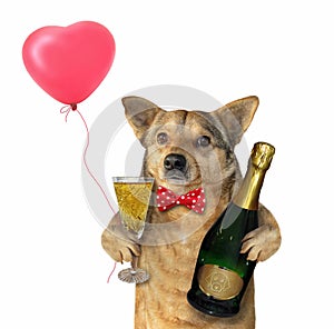 Dog with a champagne glass 2