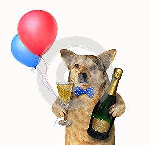 Dog with a champagne glass 3