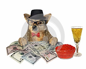 Dog with champagne and money