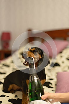 The dog with a champaign