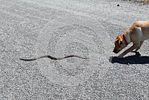 Dog Chases Snake