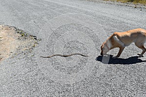 Dog Chases Snake