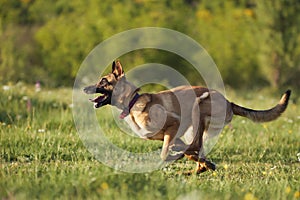 Dog chasing another mid-run