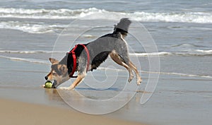 Dog chasing ball on the beach