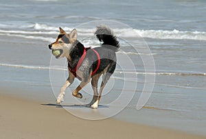 Dog chasing ball on the beach