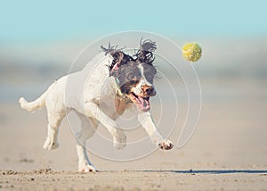 Dog chasing ball