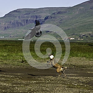 Dog chasing a raven in Icland