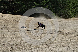 A dog chasing a remote controlled toy car. Former shooting range Mittelheide. Berlin, Germany