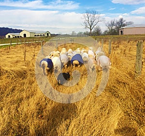 A dog chasing a sheep flock