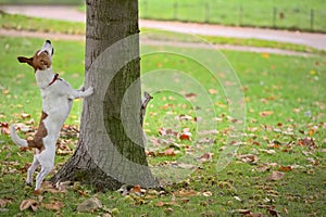 Dog chasing squirrel up tree, but it is hiding photo