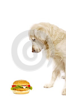 Dog with cheeseburger