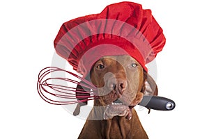 Dog chef with egg beater